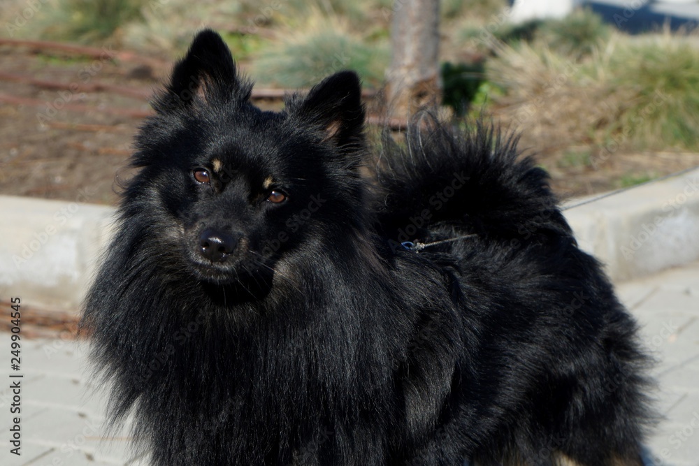 Pomeranian Pomeranian