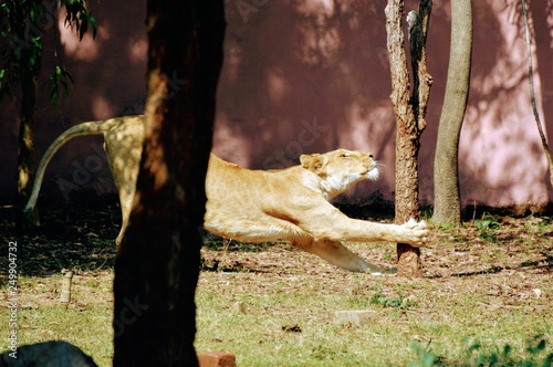 Lioness Stretching and Relaxing