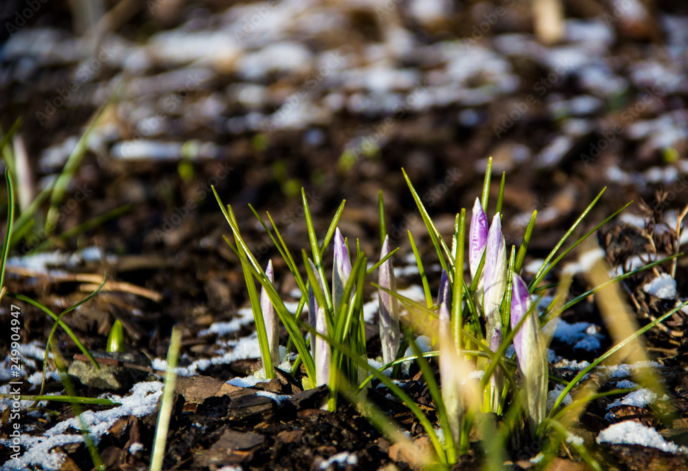 Nature concept-beautiful spring landscape with flowers under snow. Snowdrop in full bloom get out from snow. Snowdrop flower is spring symbols.  First flowers in spring.  New life. Spring  background.