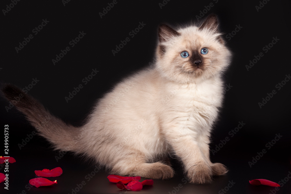 Fluffy beautiful kitten Nevskaya Masquerade with blue eyes posing with a scarlet rose on a black background.