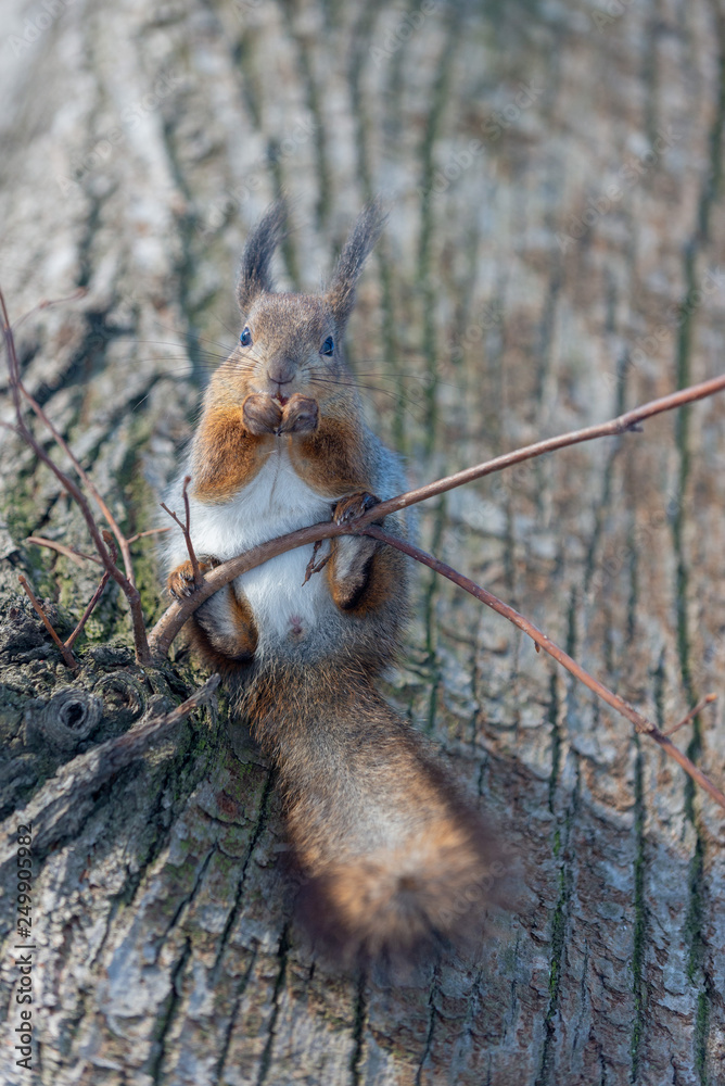Fototapeta premium Red eurasian squirrel on the tree