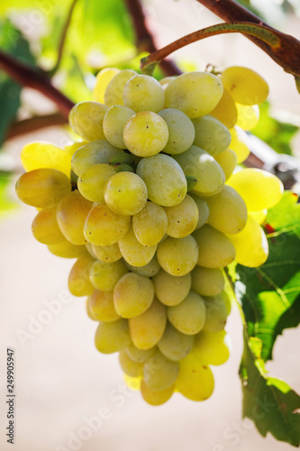 Bunch of ripe grapes close-up