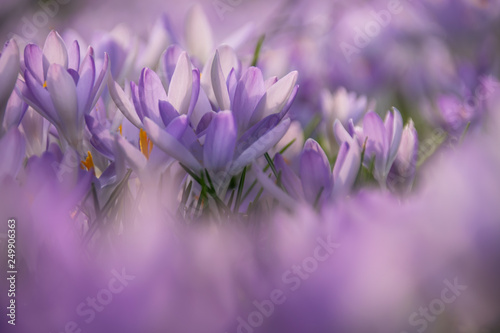 Krokusse auf einem weiß-violetten Hintergrund