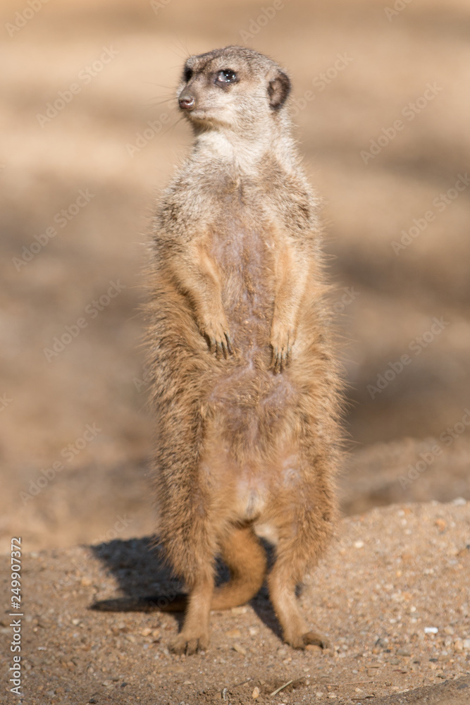 Erdmännchen (Suricata suricatta) meerkat Erdmännchen (Suricata suricatta) meerkat