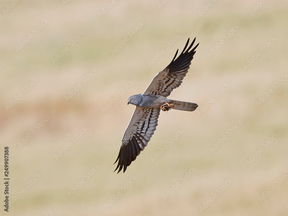 Fototapeta premium Montagus harrier (Circus pygargus)