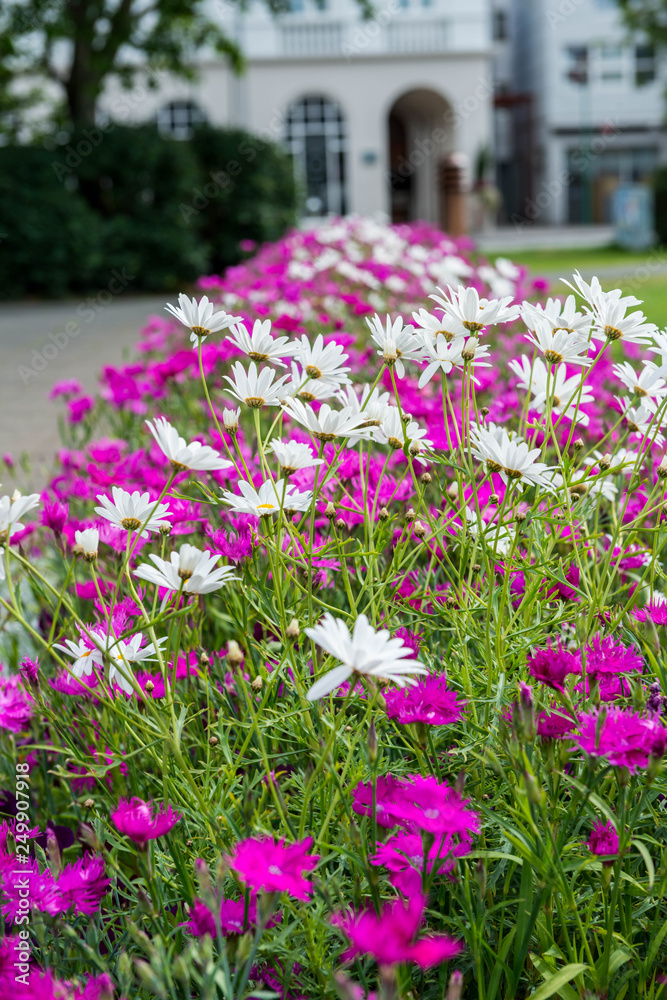 flowers in the garden