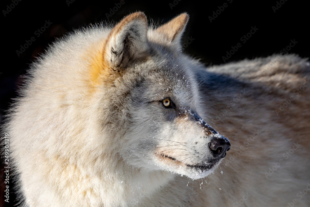 Grey Wolf, close up