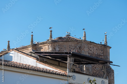 Storks perched on the roofs of a church in Medellin