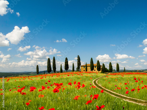 Poppies in Field, Tuscany, Italy