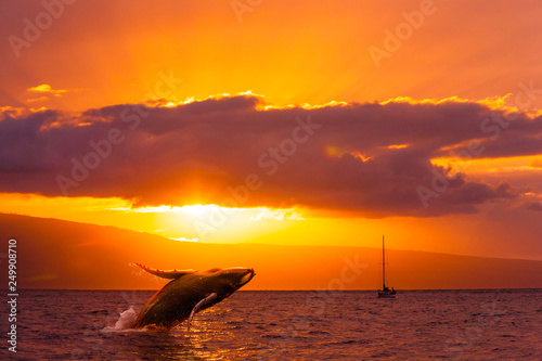 Humpback Whale Breach at Sunset © brianluke