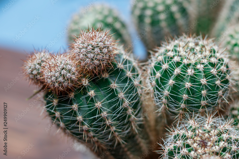 home pot. in it is a small size cactus. shallow depth of field. There is a New Year's Eve. home pot. in it is a small size cactus. shallow depth of field. There is a New Year's Eve.