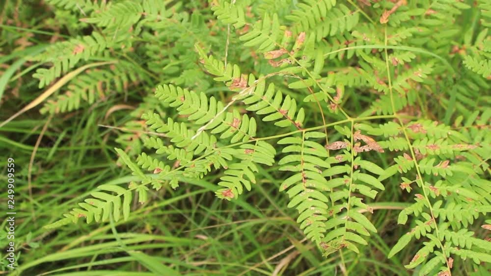Pattern of leaves fern. Fern leaves in the forest. Natural summer background. Pattern of leaves fern. Fern leaves in the forest. Natural summer background.