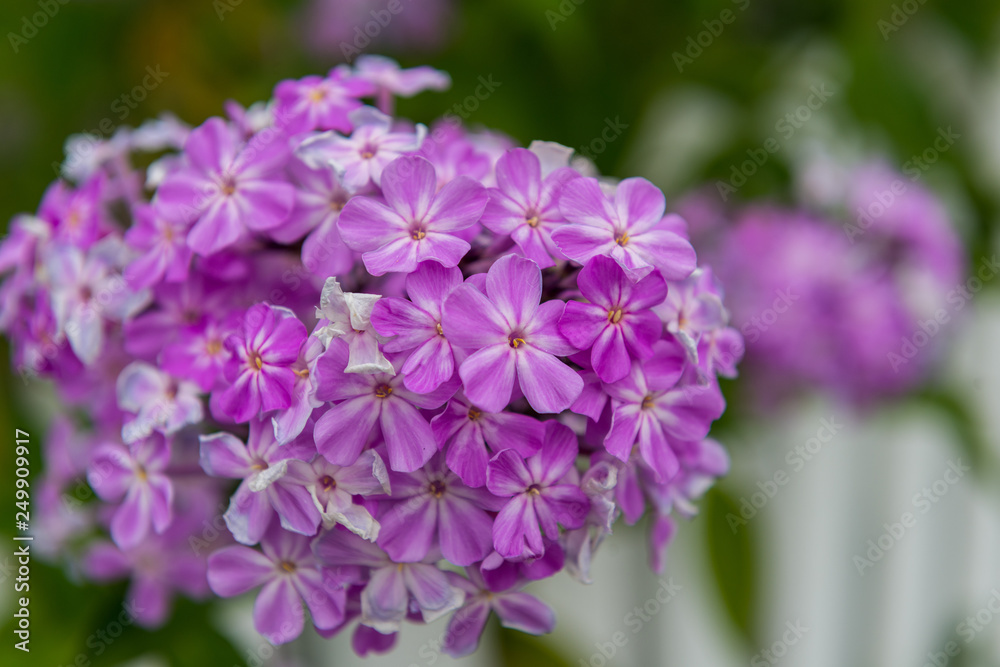 purple flowers in the garden purple flowers in the garden