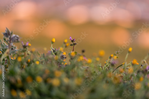 Yellow wildflowers in a field in Medellin
