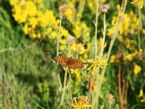 Argynnis aglaja - Le Grand nacré ou l'Aglaé posé sur une fleur. Un papillon de couleur fauve orangé à face dorsale imprégné de gris-verdâtre, orné de taches nacrées au revers. photo