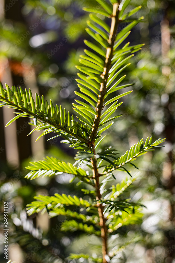Fir branch outdoor in bright sunlight Fir branch outdoor in bright sunlight