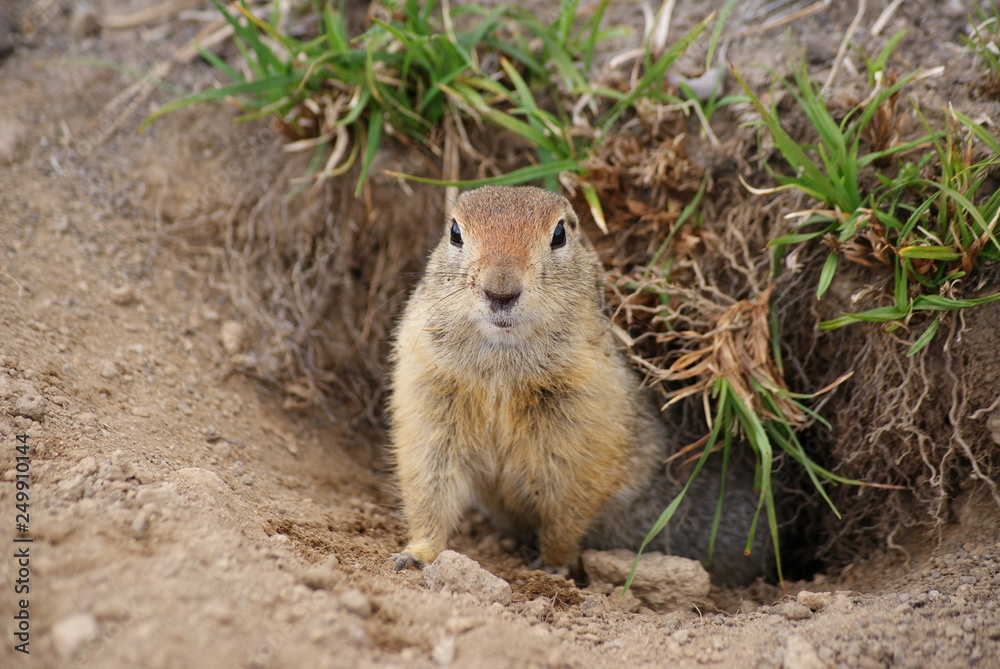 An arctic ground squirrel looking out from the hole An arctic ground squirrel looking out from the hole