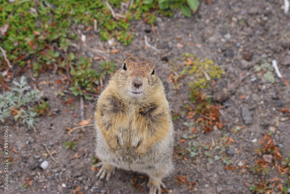 An arctic ground squirrel An arctic ground squirrel