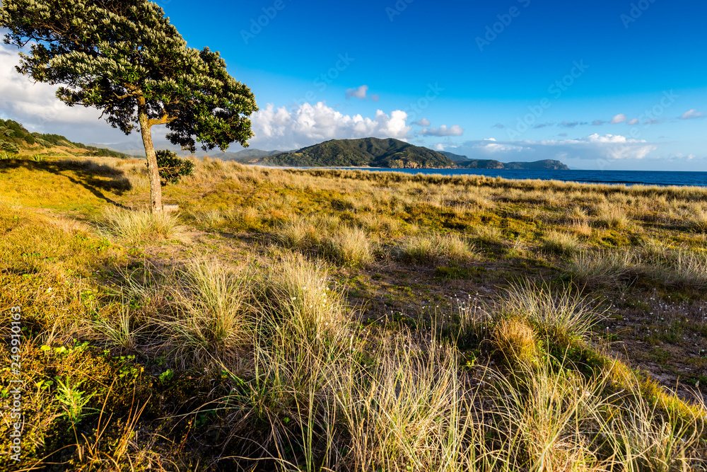 Lonely Tree with Waikawau Bay in the Backround, Coromandel, New Zealand