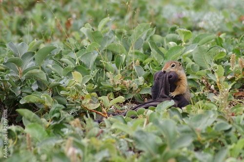 An arctic ground squirrel with a piece of clothes