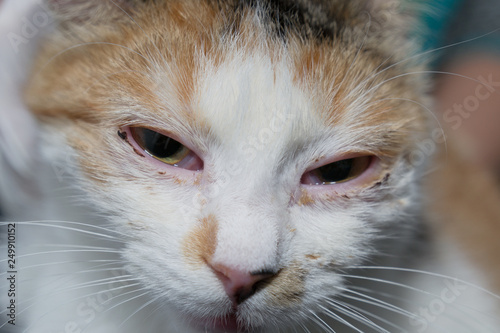 adult cat with herpesvirus infection and purulent conjunctivitis