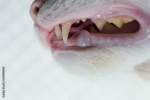 cat's dentition, side view