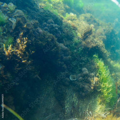 Unterwasserpflanzen Mittelmeer