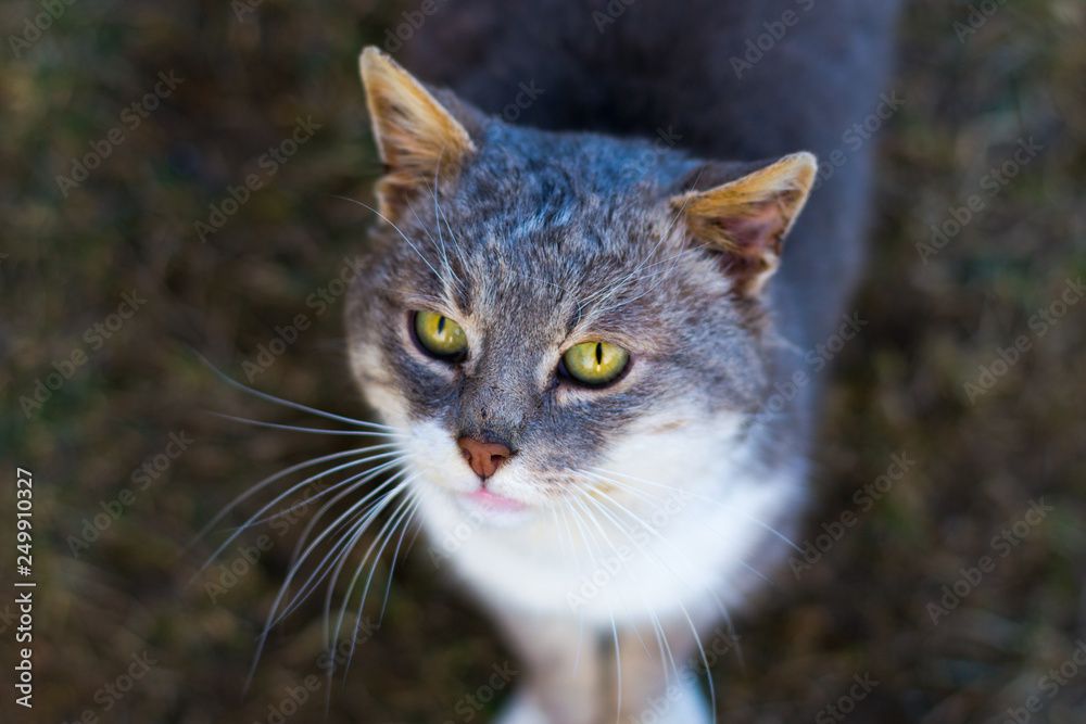 Adult cat with beautiful eyes portrait