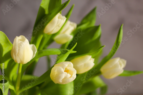 Flower concept: white tulips, grey marble background, selective focus