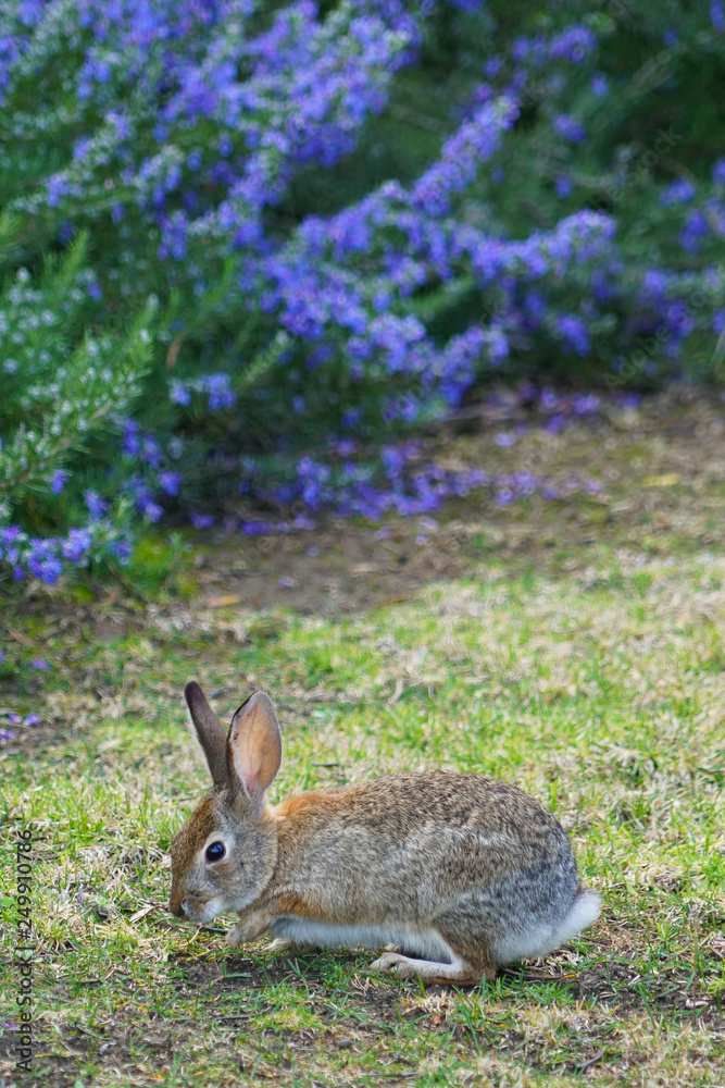 Fototapeta premium Rabbit 