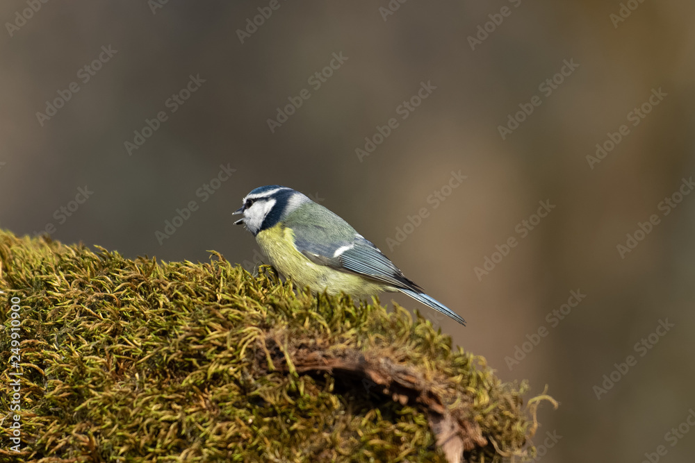 Obraz premium Singing birds in February 