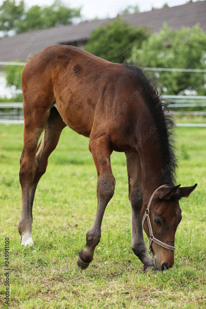 Young foal on pasture eating grass Young foal on pasture eating grass
