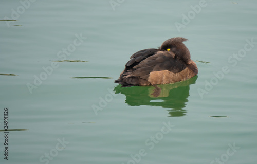 Female tufted duck (Aythya fuligula), a small diving duck found in northern Eurasia. Upper Zurch Lake (Obersee) near Rapperswil, Sankt Gallen photo