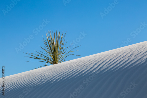 Fototapeta Naklejka Na Ścianę i Meble -  A sand dune and yucca plant in White Sands National Monument, New Mexico