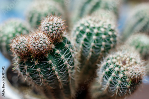 home pot. in it is a small size cactus. shallow depth of field. There is a New Year s Eve.