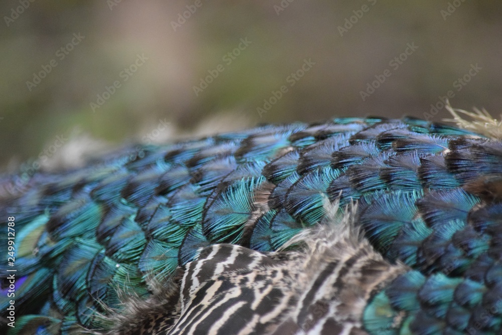 Fototapeta premium Pfauenfedern III