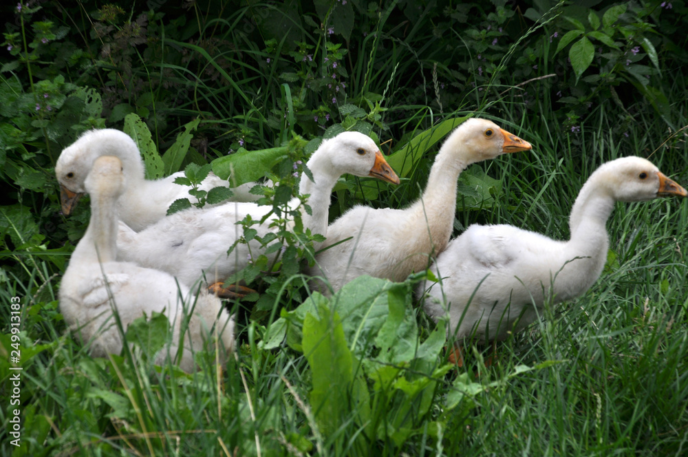 Young geese graze on the grass Young geese graze on the grass