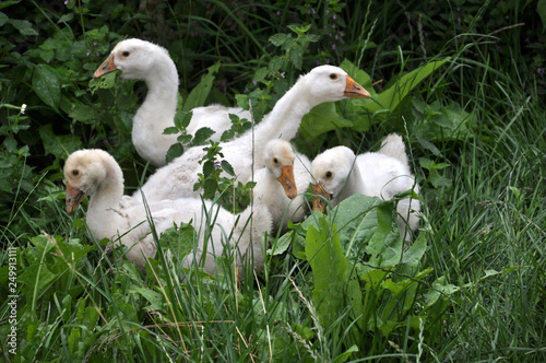 Young geese graze on the grass