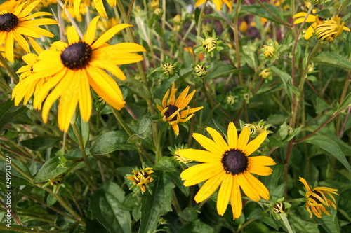 The yellow daisies in the bright sunlight.