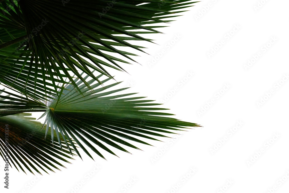 Obraz premium Tropical palm leaves on white isolated background for green foliage backdrop 