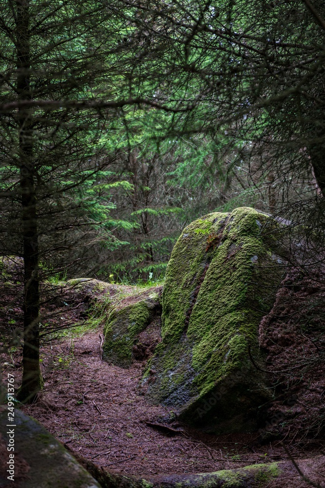 moss on stone