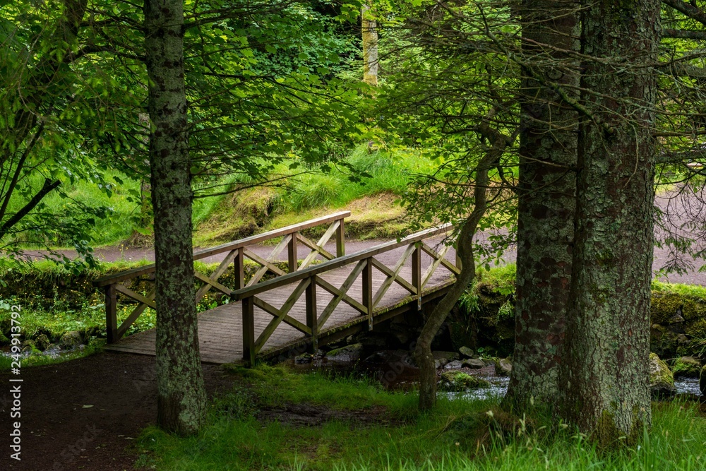 old wooden bridge in the forest old wooden bridge in the forest