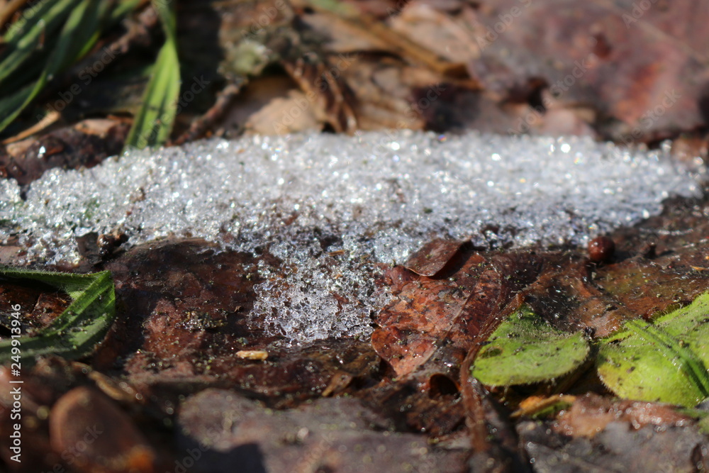Young green grass grows through the snow and last year’s dry leaves Young green grass grows through the snow and last year’s dry leaves