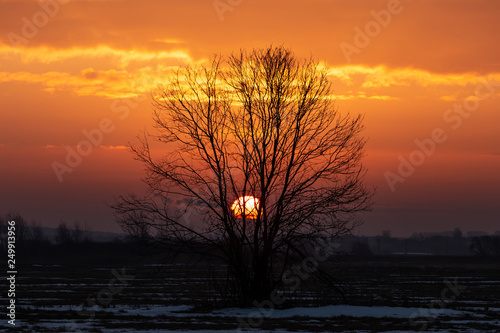 Tree outlines against the sky and sunset sun