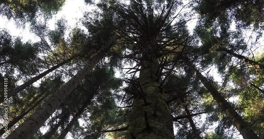 Conifer tree trunk close-up in the forest. Slider equipment used. Conifer tree trunk close-up in the forest. Slider equipment used.