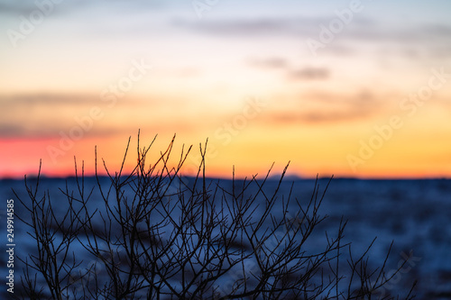 Silhouette of a bush in front of winter sunset