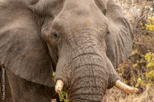 Close up of male African elephant with ivory tusks including one broken 