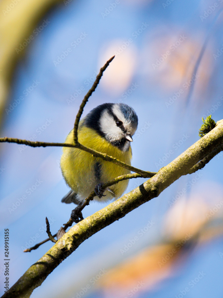 Fototapeta premium Blaumeise im Winter