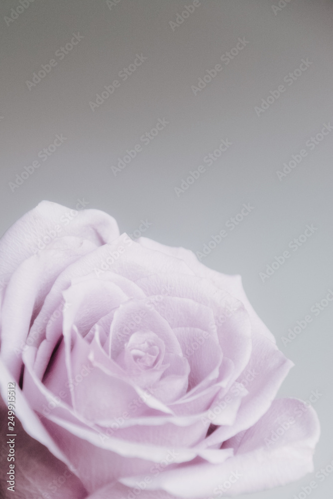 one pink rose on a pink background.the concept of the celebration. Women's day, an image for a holiday or anniversary. Poster on the wall one pink rose on a pink background.the concept of the celebration. Women's day, an image for a holiday or anniversary. Poster on the wall