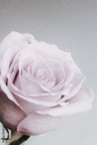 one pink rose on a pink background.the concept of the celebration. Women's day, an image for a holiday or anniversary. Poster on the wall